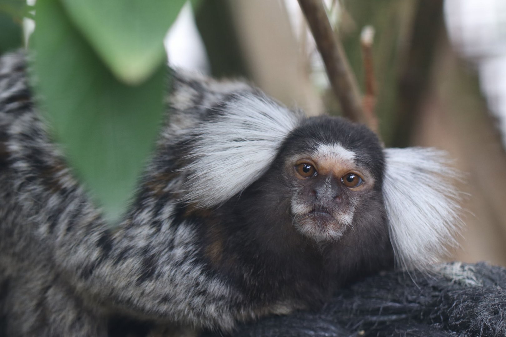 Marmoset