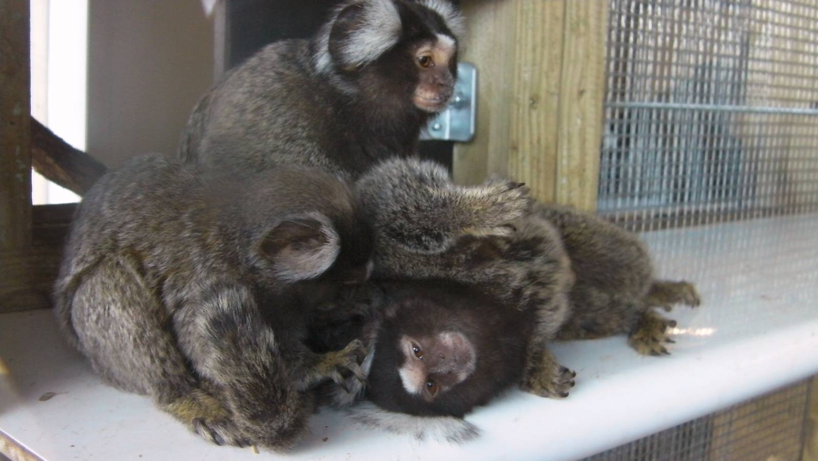 Marmosets - 19.08.2011