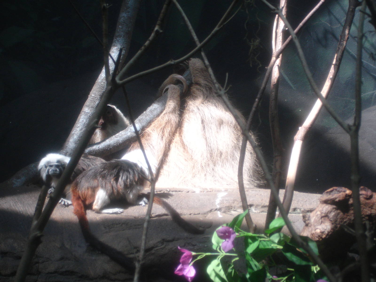 Marmosets and Sloth