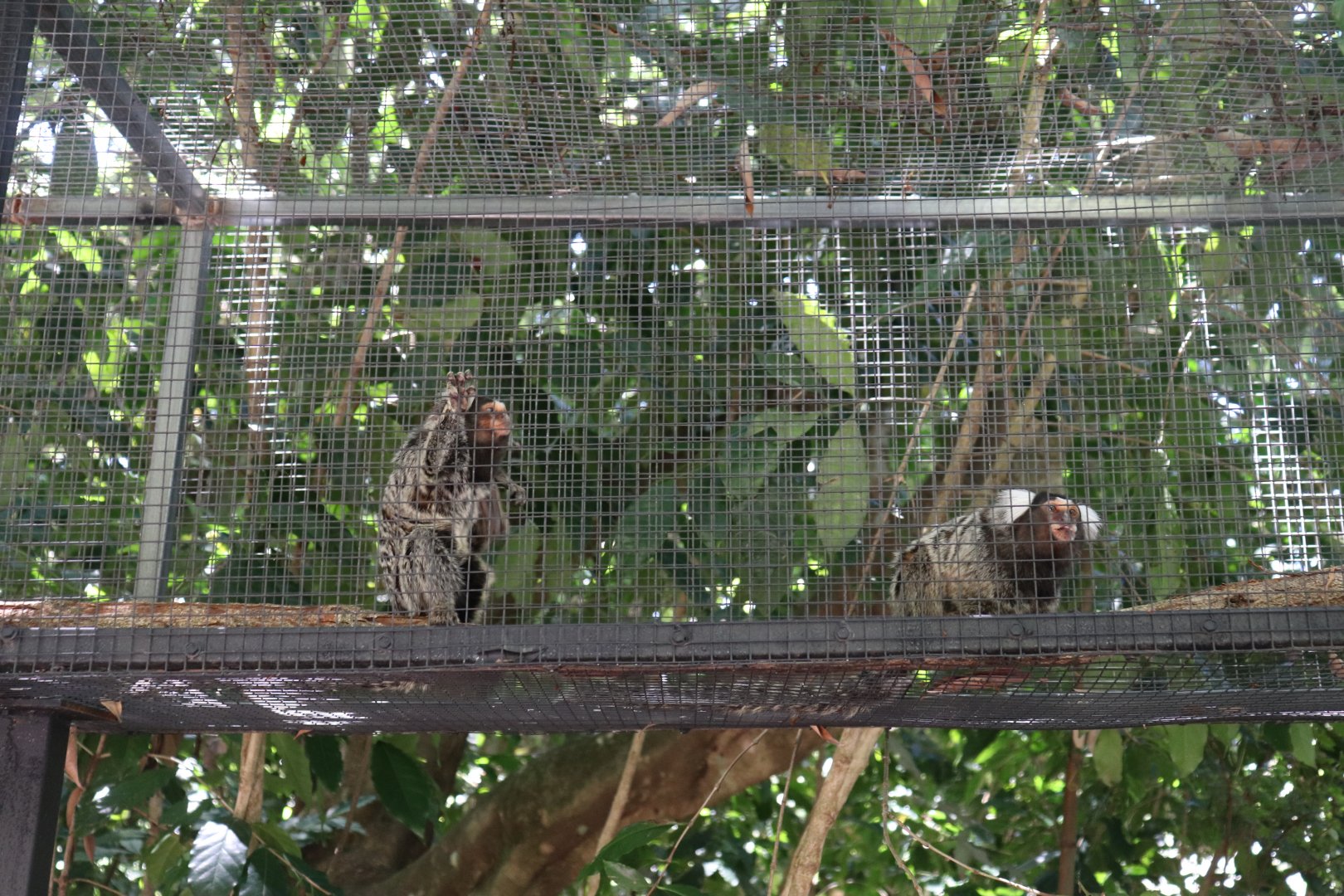 Marmosets in Aerial Walkway