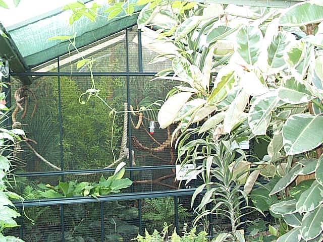 marmosett enclosure in butterfly house 2003