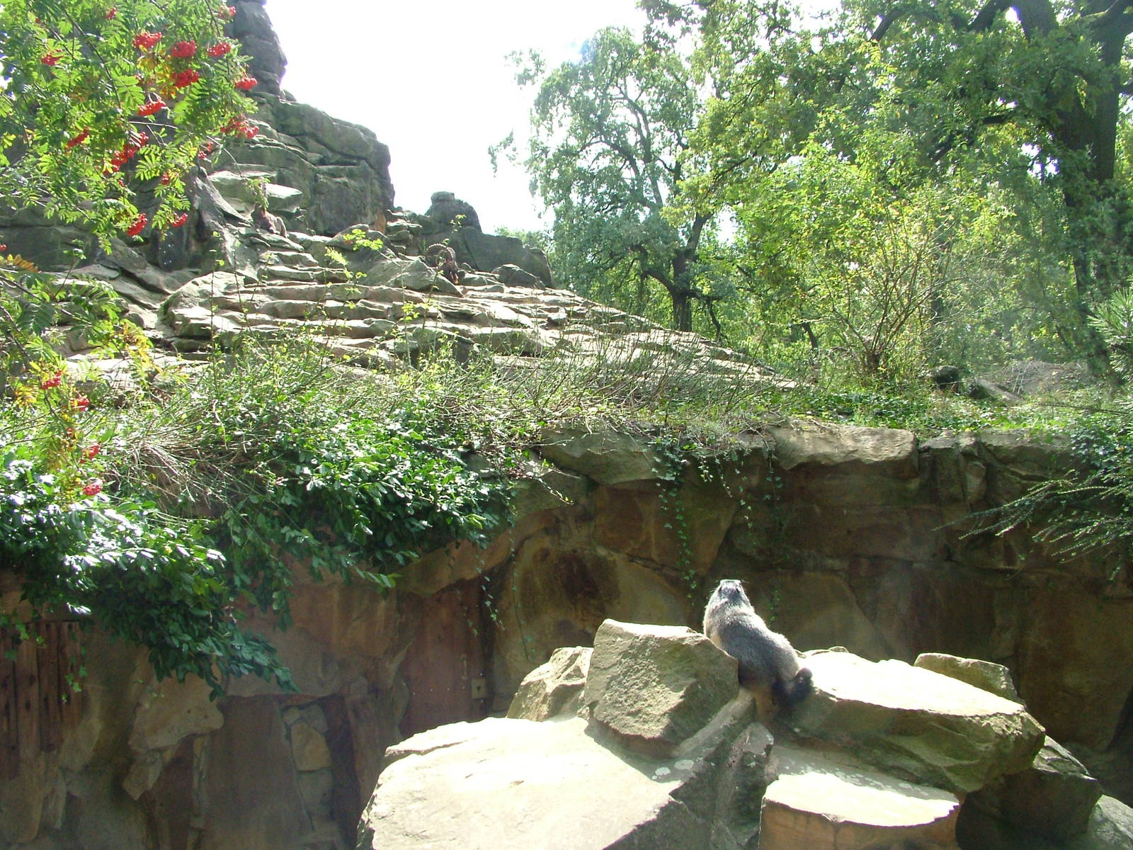 Marmot and Ibex Exhibits at Berlin Zoo, 31/08/11
