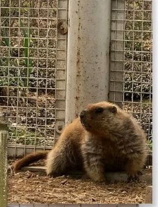 Marmot ID please