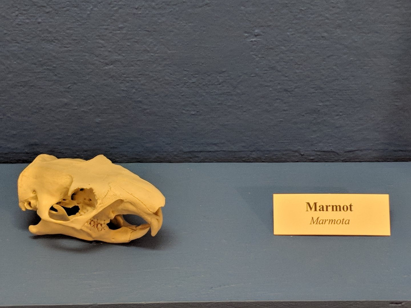 Marmot (Marmota sp.) skull