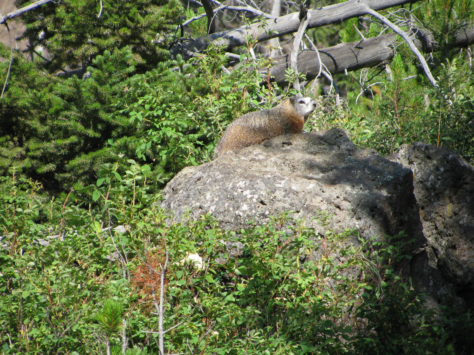 Marmot