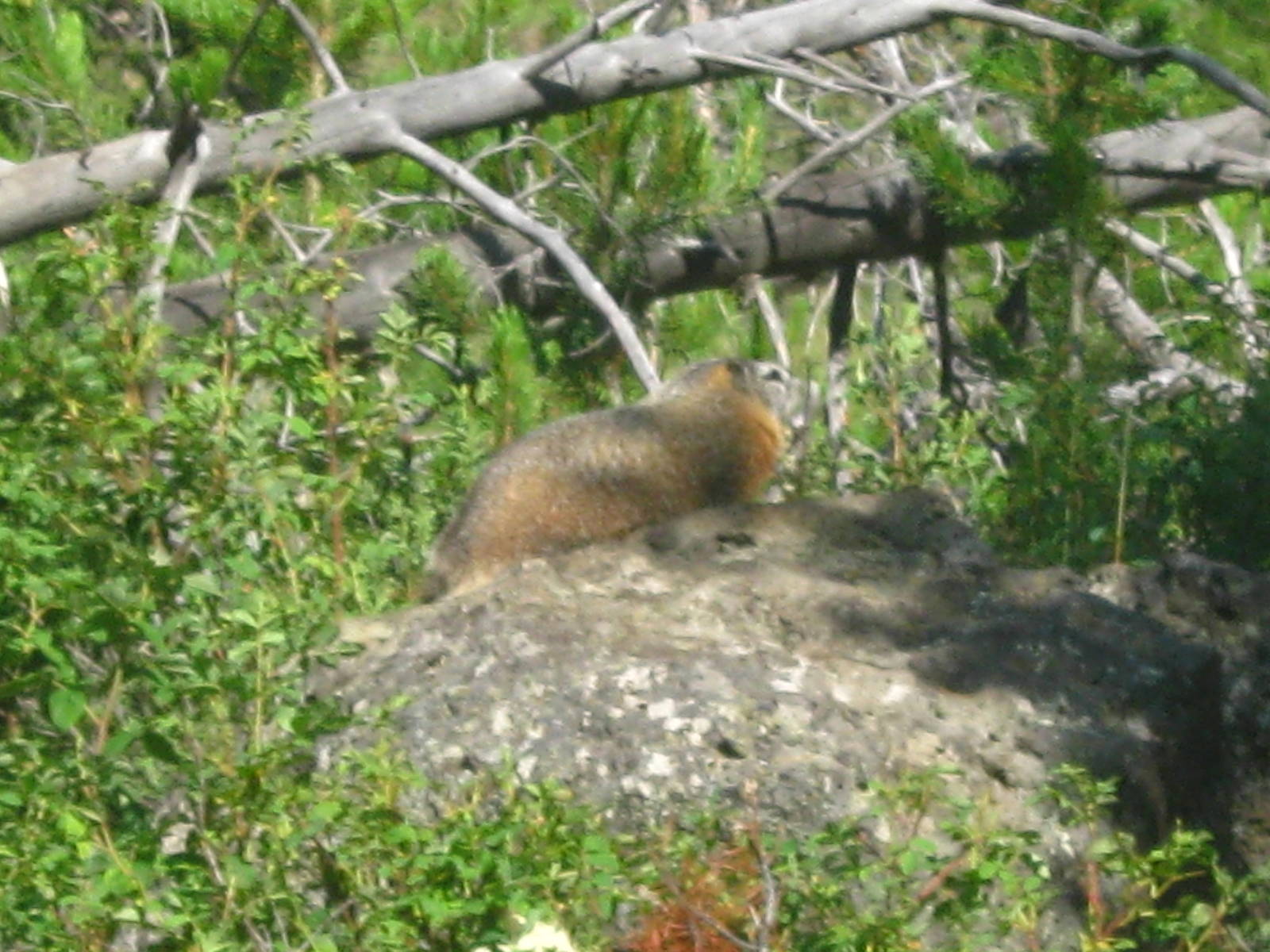 Marmot