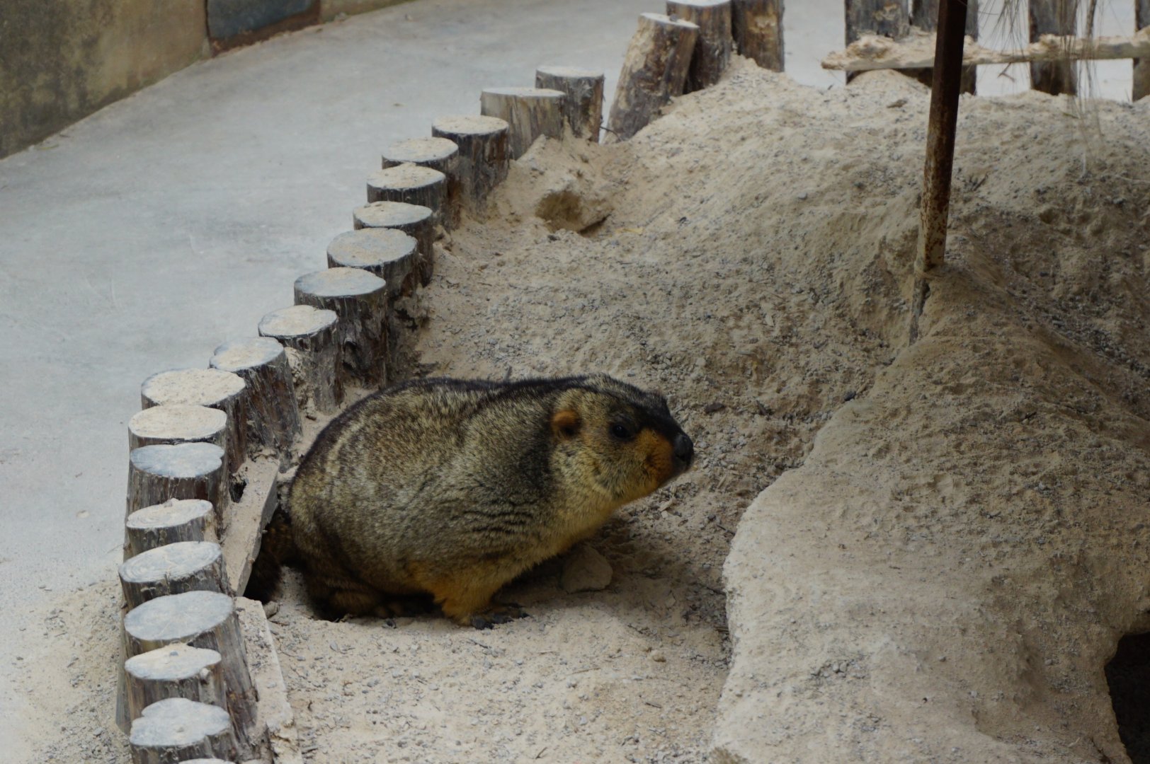 Marmot