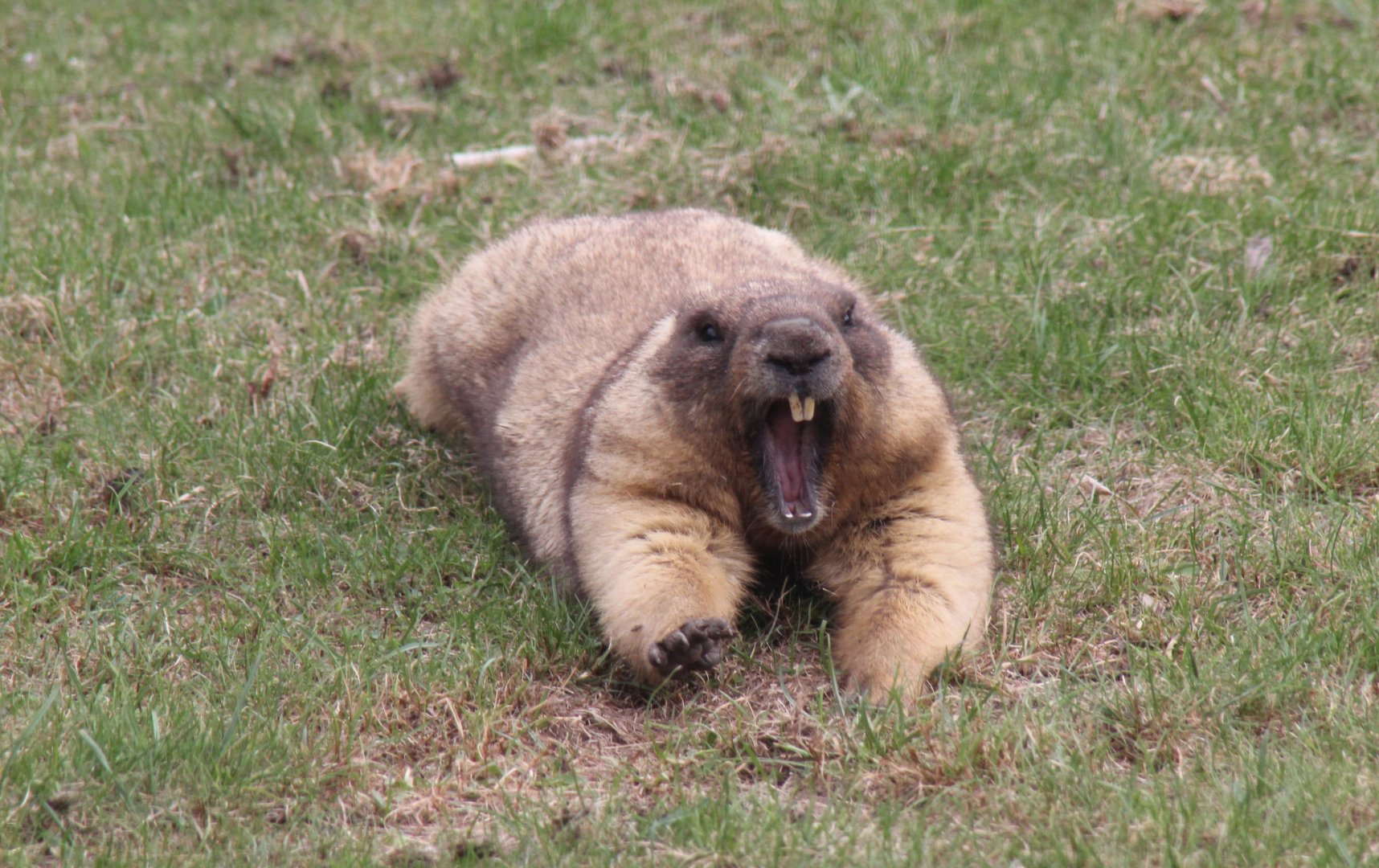 (Marmota bobak) Bobak marmot