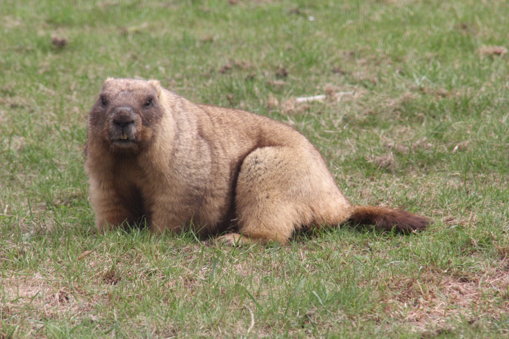(Marmota bobak) Bobak marmot