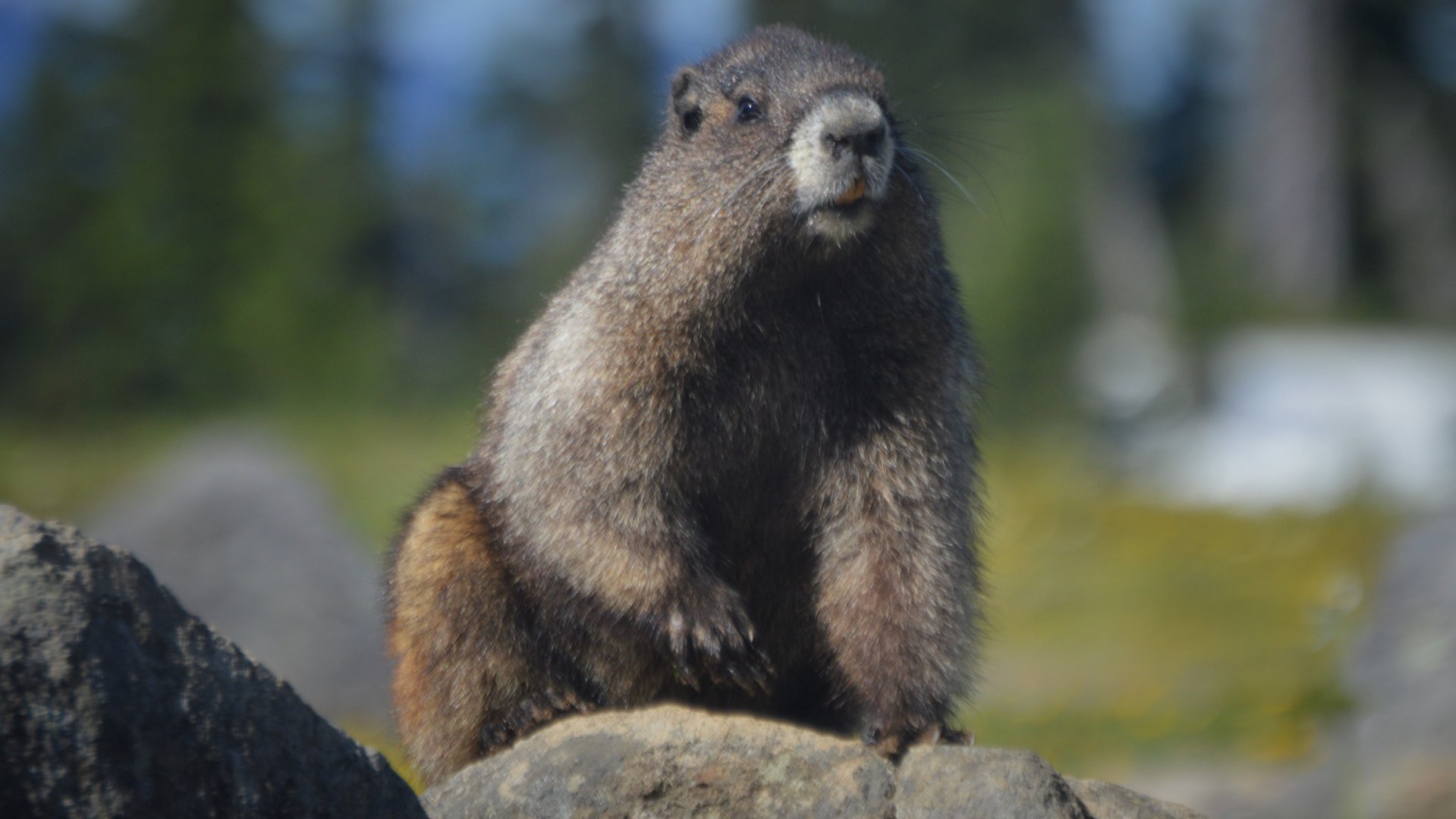 Marmota caligata