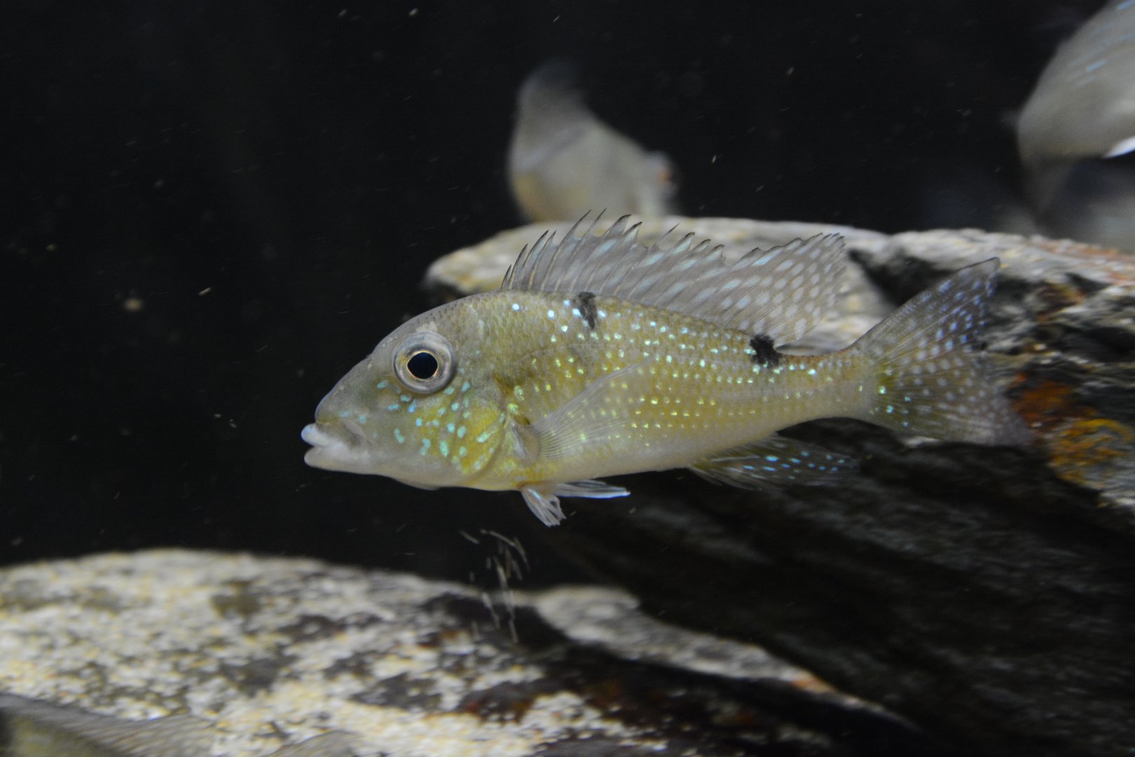 Maroni eartheater (Geophagus harreri)