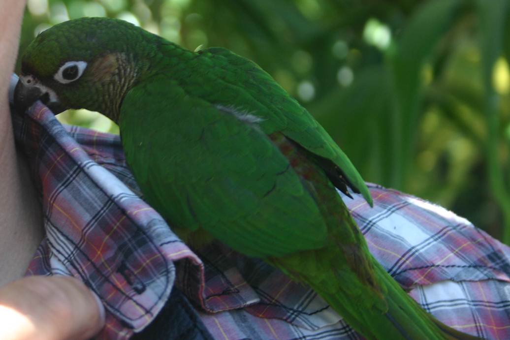 Maroon-bellied Conure - Parrot Place, 2010.