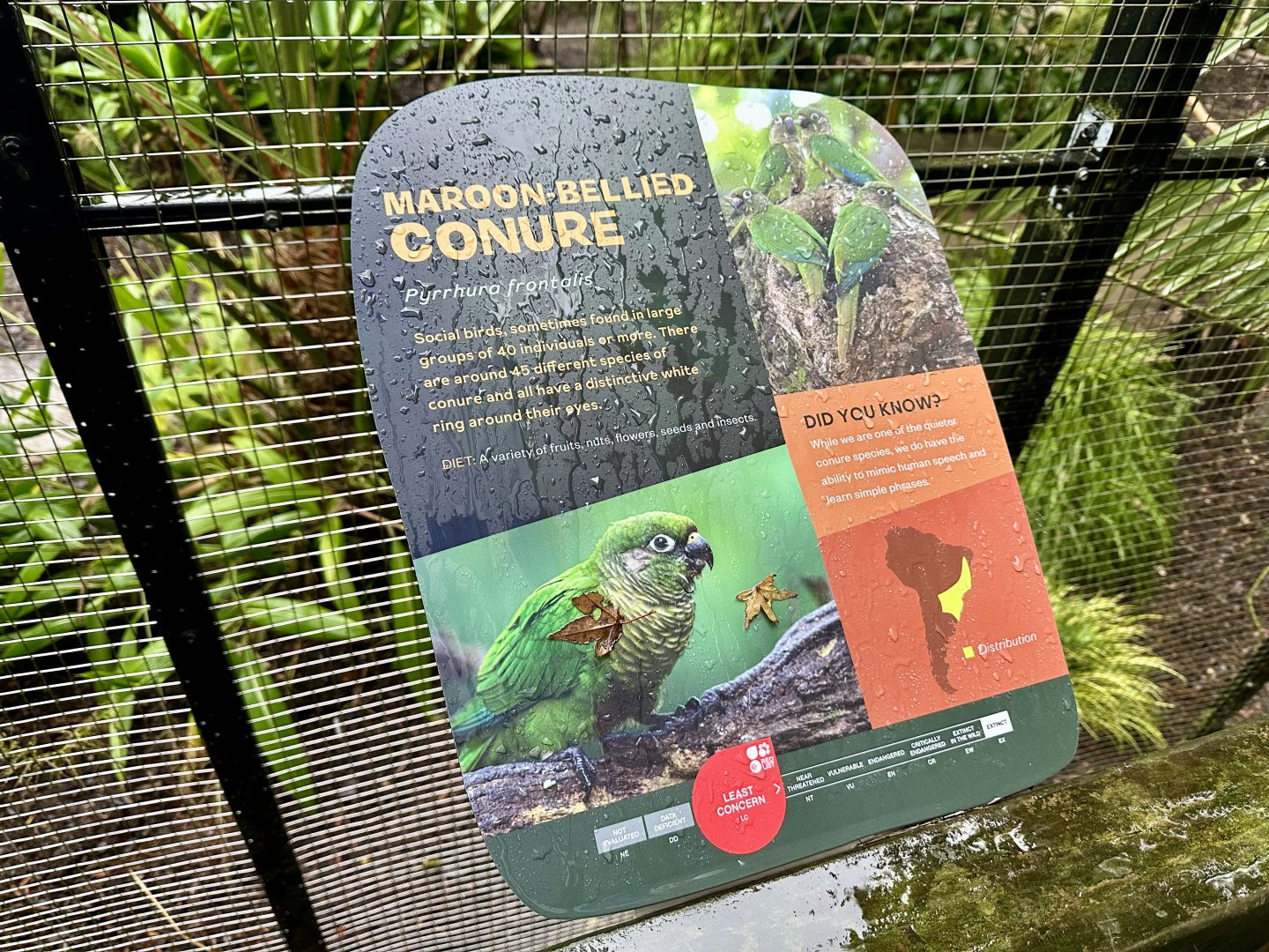 Maroon-bellied Conure Signage