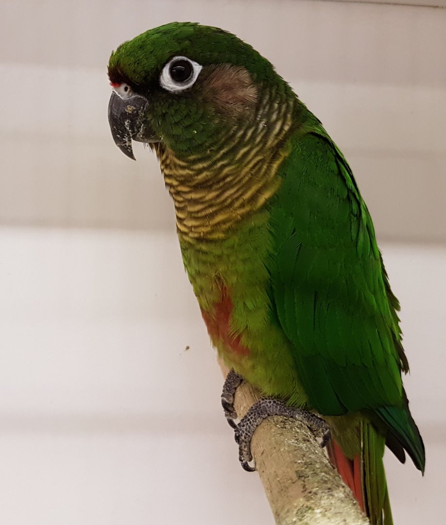 Maroon-bellied conure