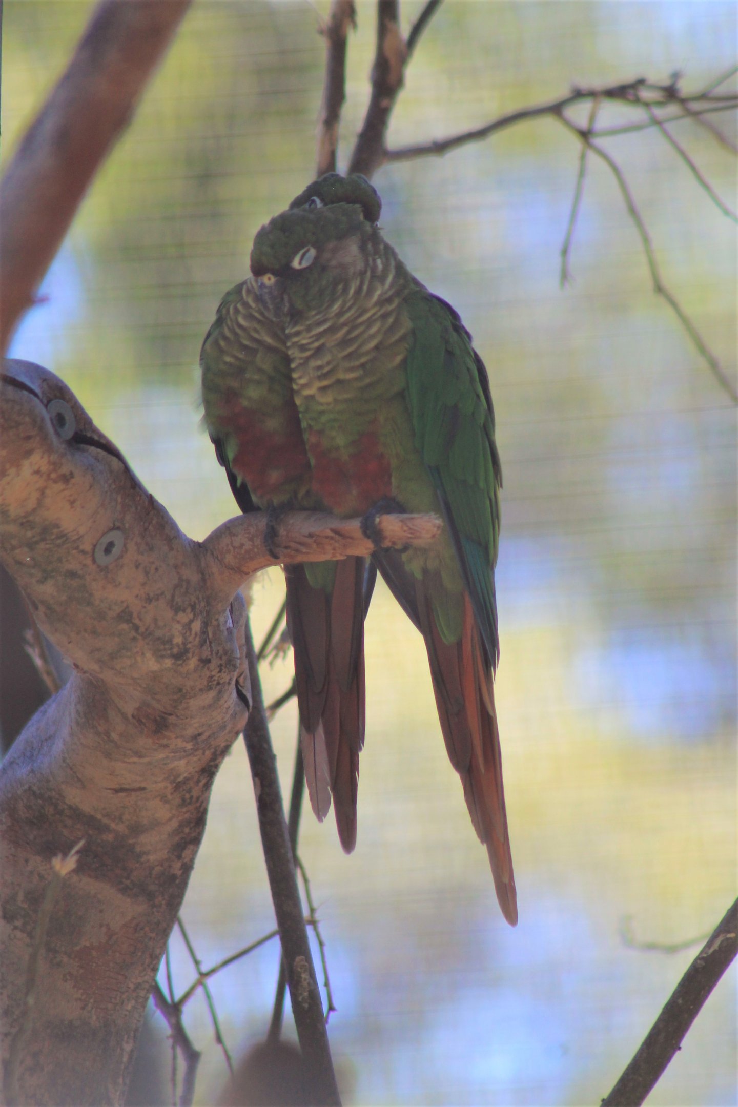 Maroon-bellied Conures (Pyrrhura frontalis)