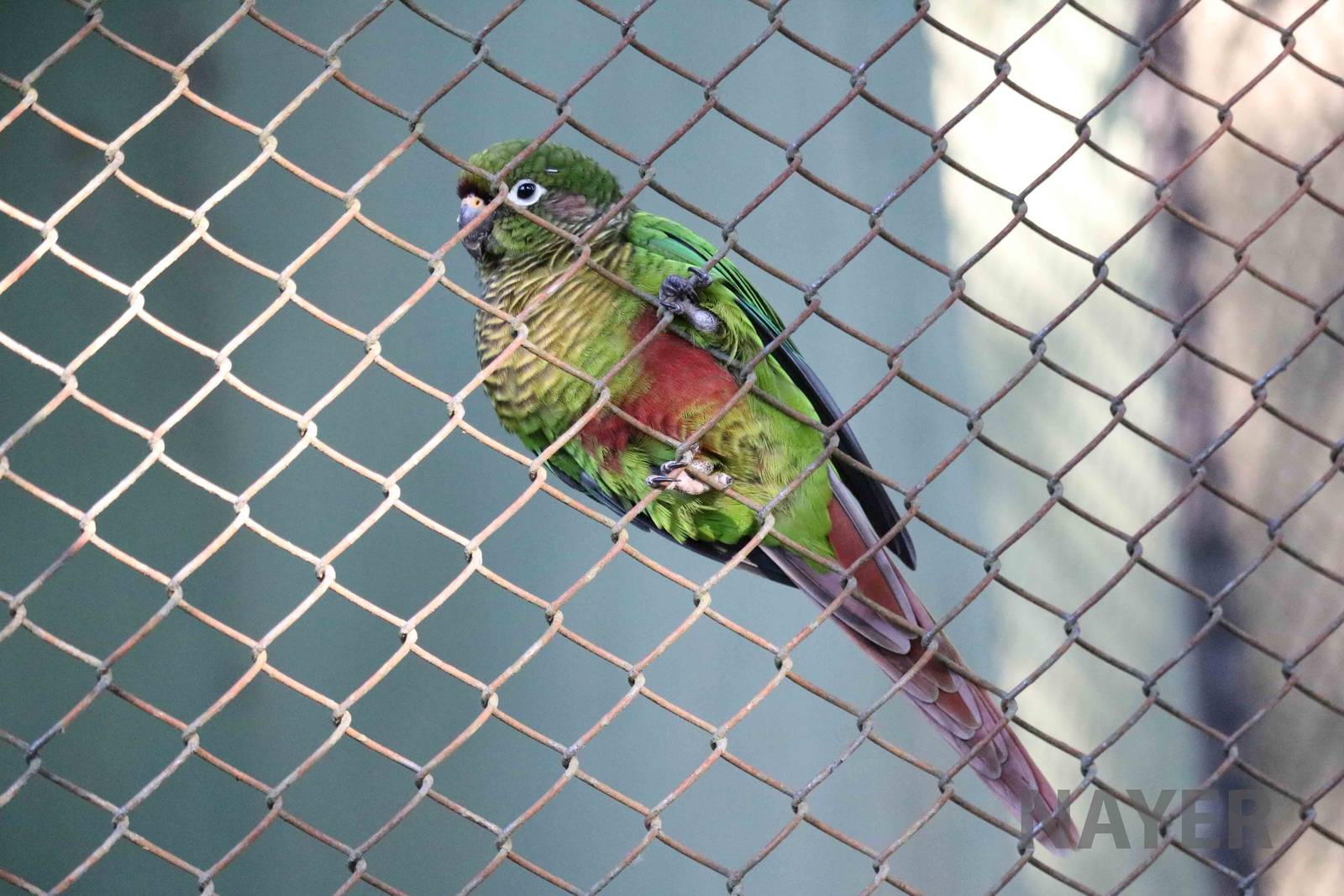 Maroon-bellied parakeet, April 2016