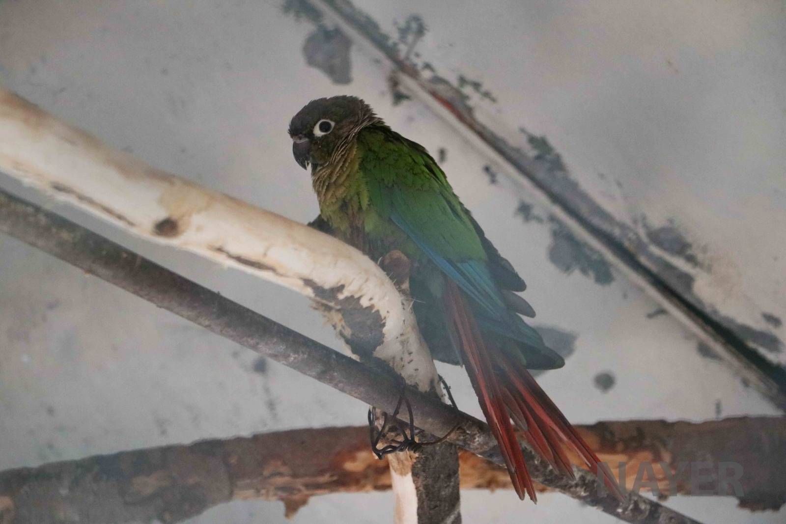 Maroon-bellied parakeet - Mendoza Zoo, April 2016