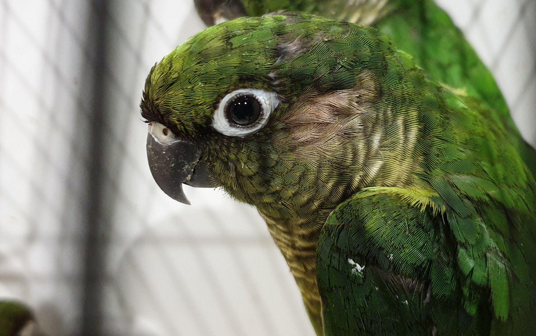 Maroon-bellied parakeet - Pyrrhura frontalis chiripepe