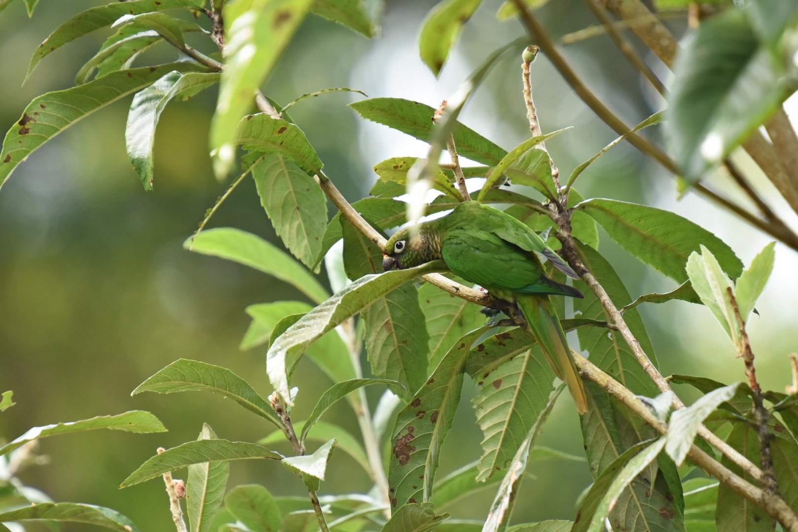Maroon-bellied parakeet (Pyrrhura frontalis)
