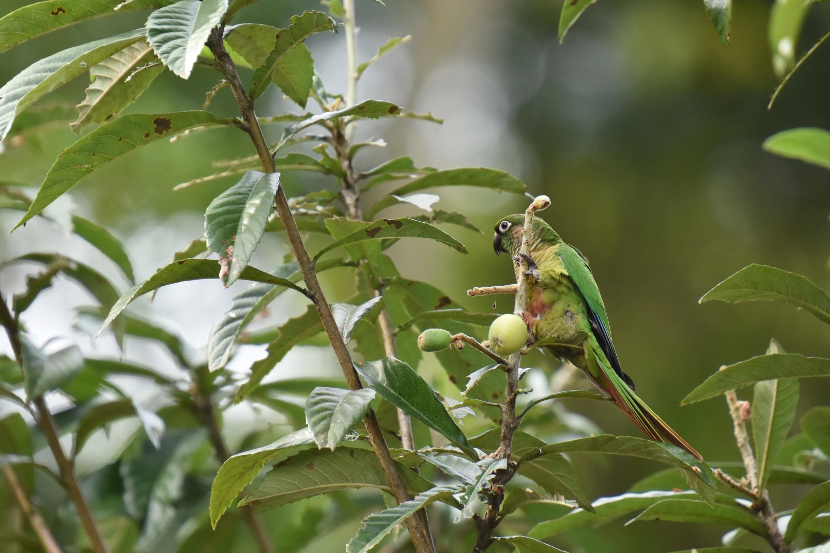 Maroon-bellied parakeet (Pyrrhura frontalis)