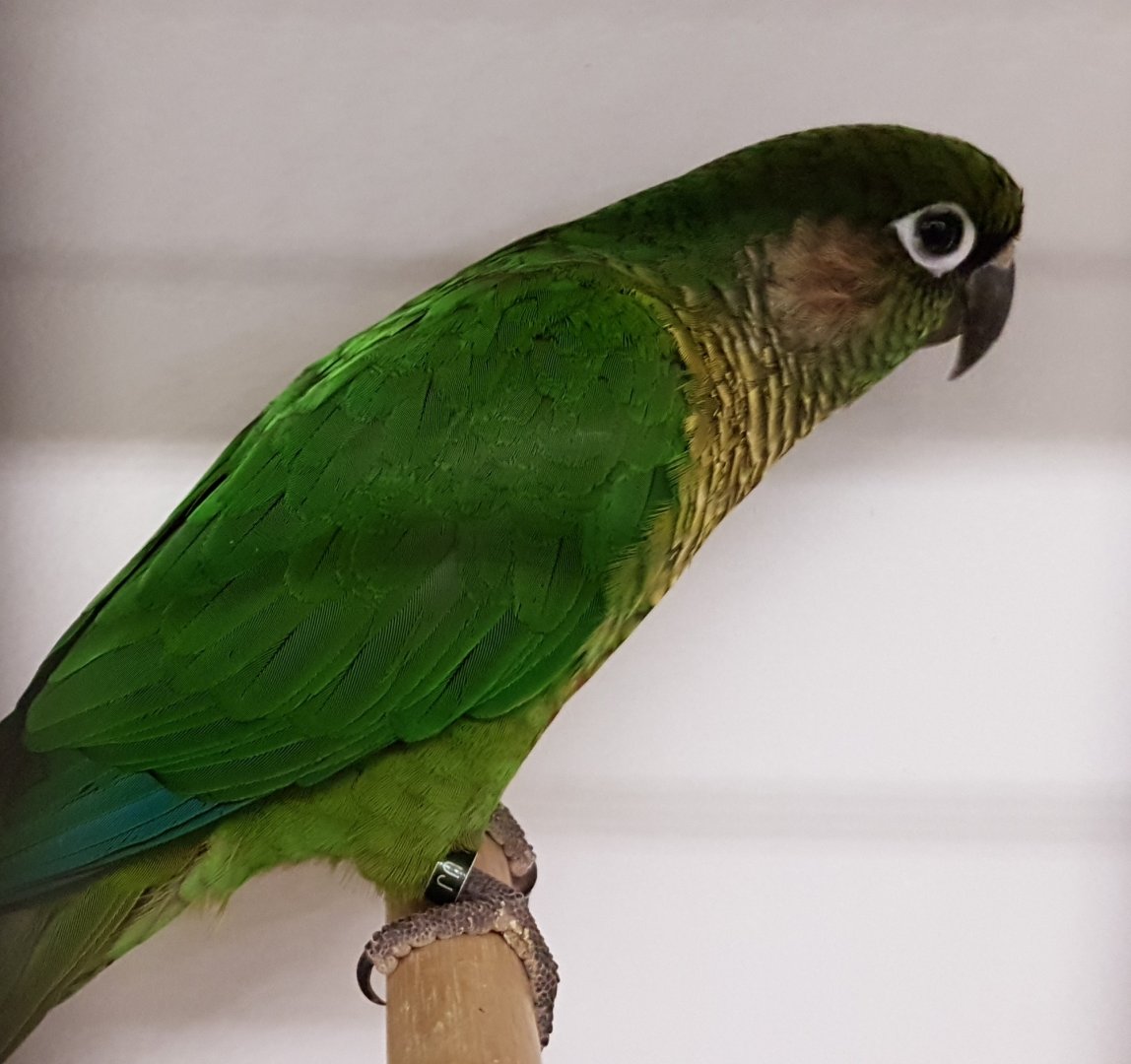 Maroon-bellied parakeet