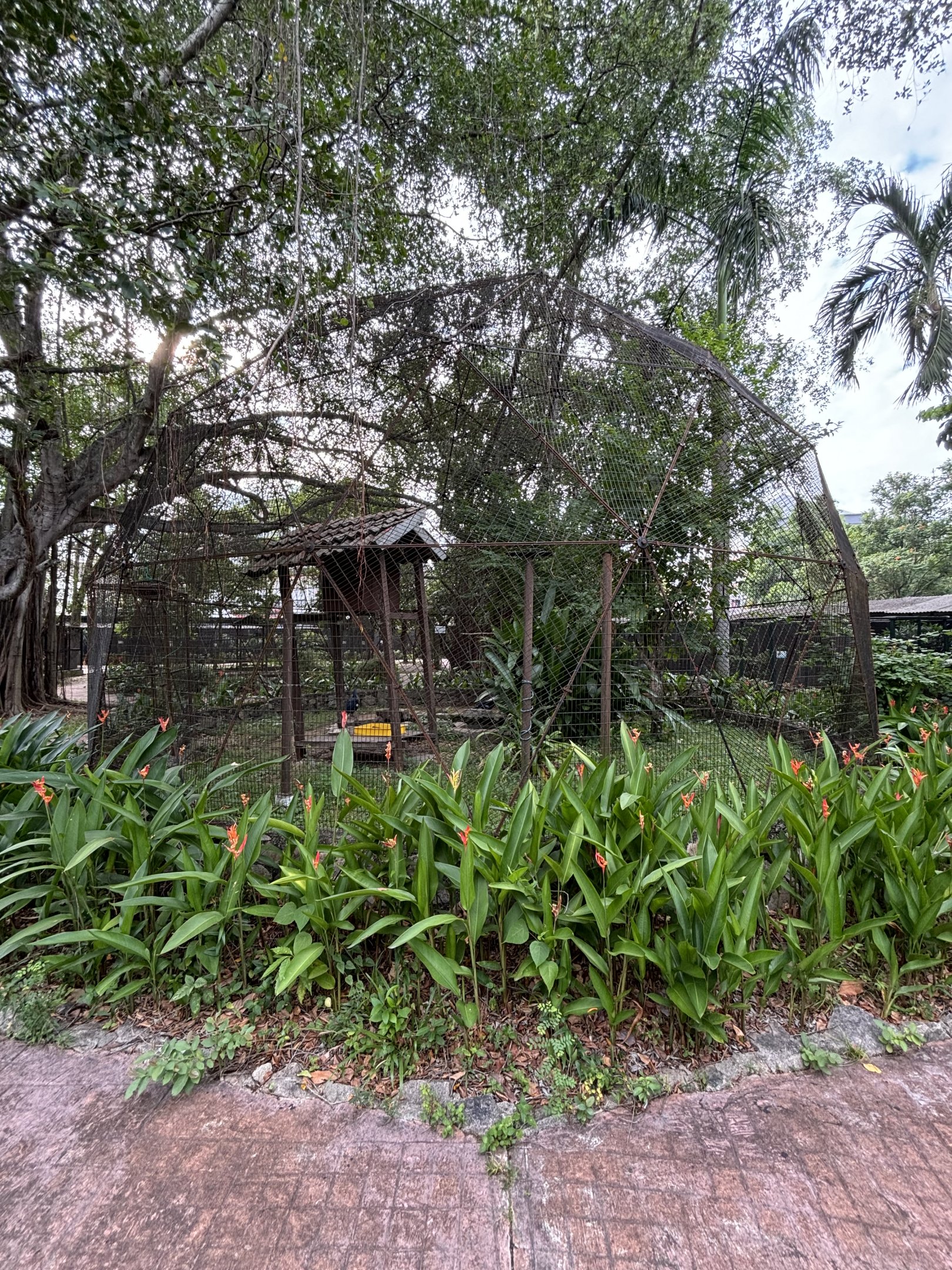 Maroon-breasted Crowned Pigeon Aviary