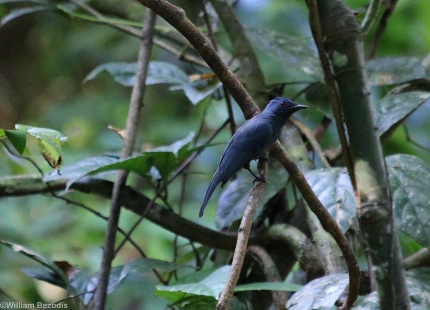 Maroon-breasted Philentoma - Danum Valley