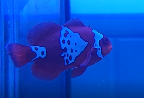 Maroon Clownfish (Premnas biaculeatus.) with strange pattern