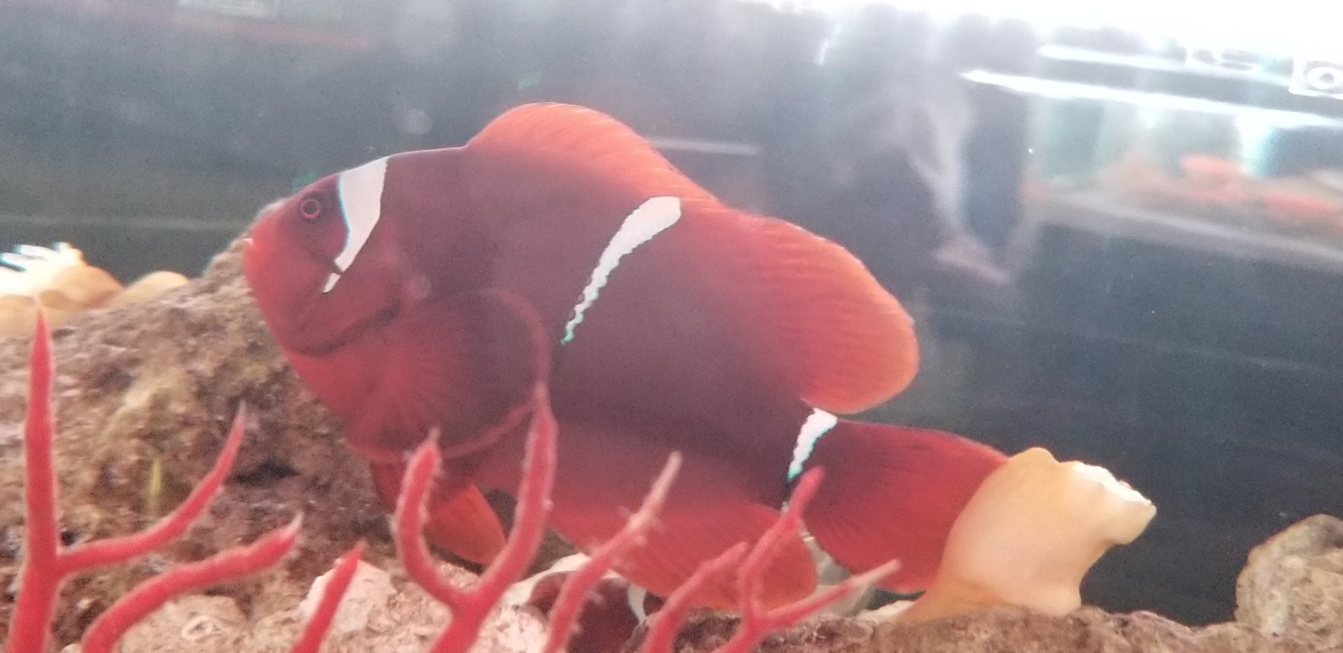 Maroon Clownfish (Premnas biaculeatus)