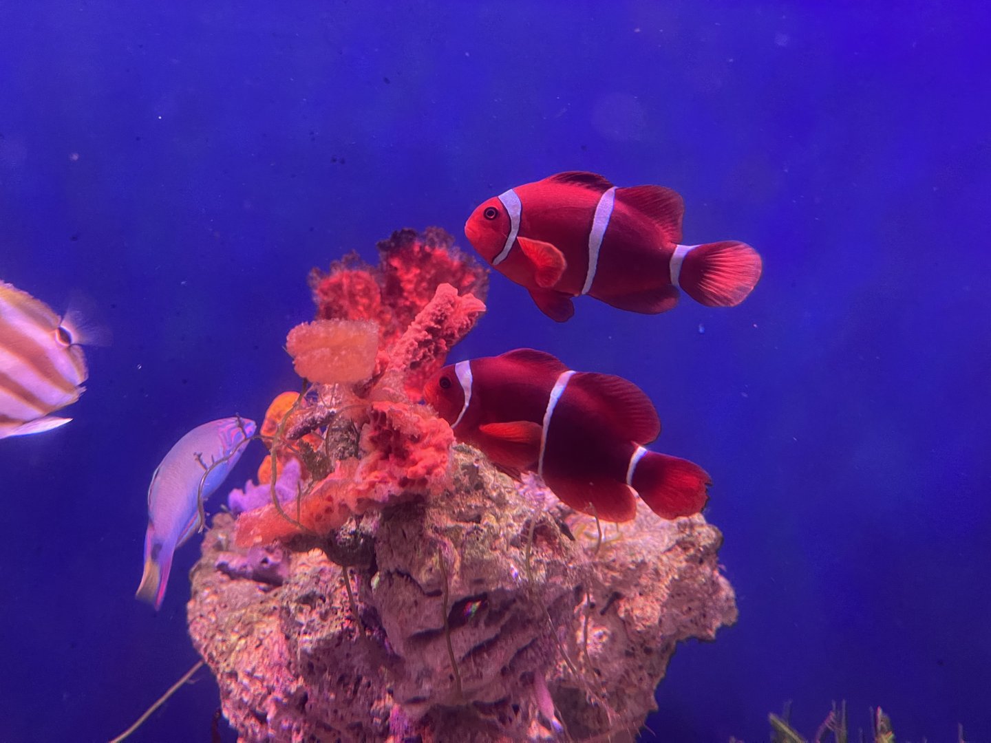 maroon clownfish (premnas biaculeatus)