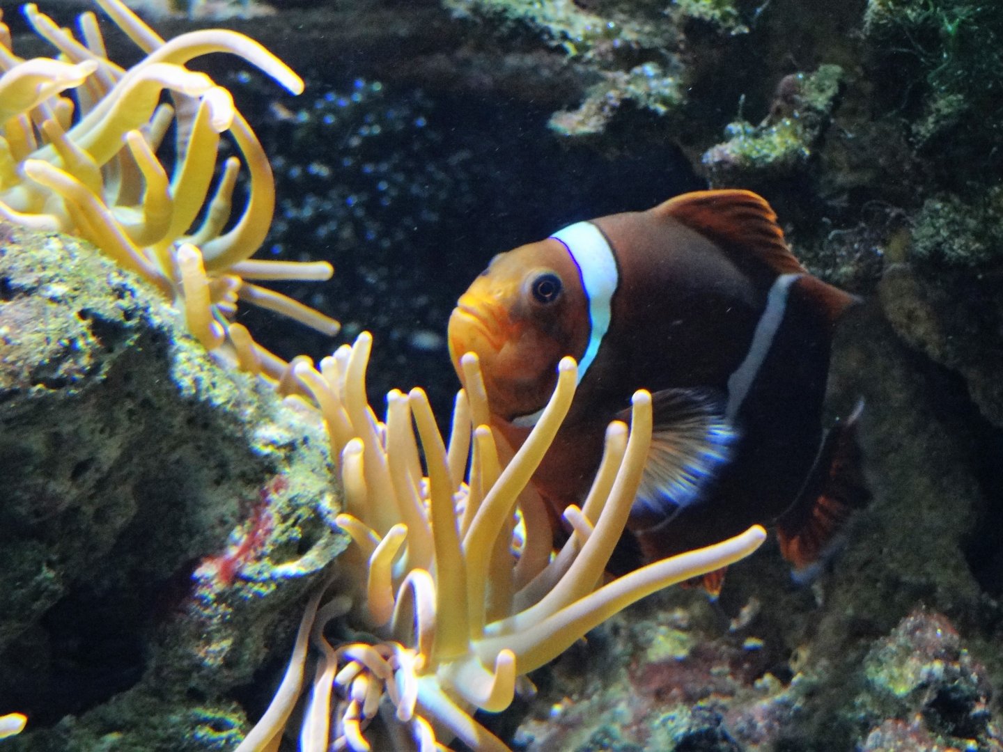 Maroon Clownfish