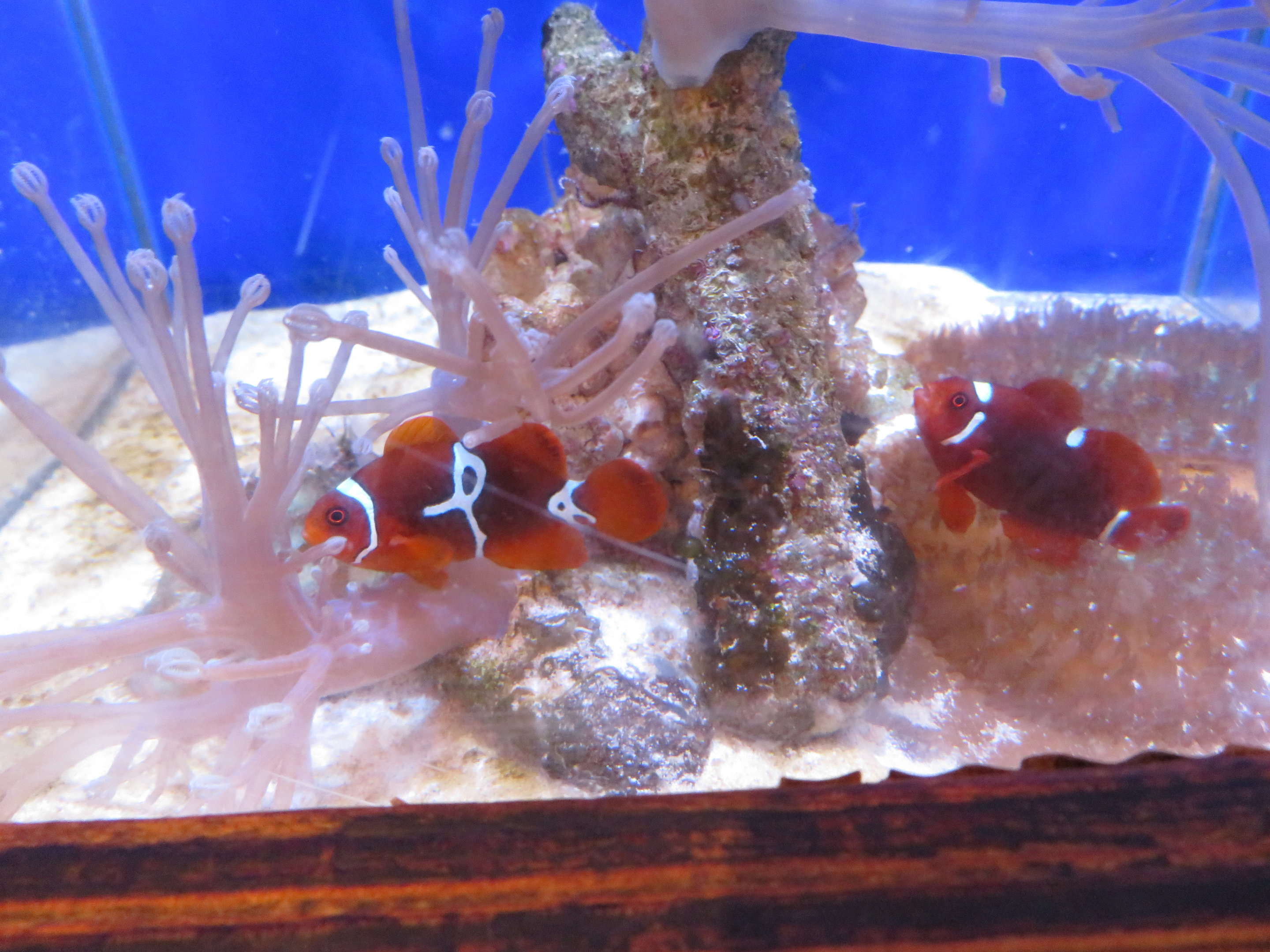 Maroon Clownfish