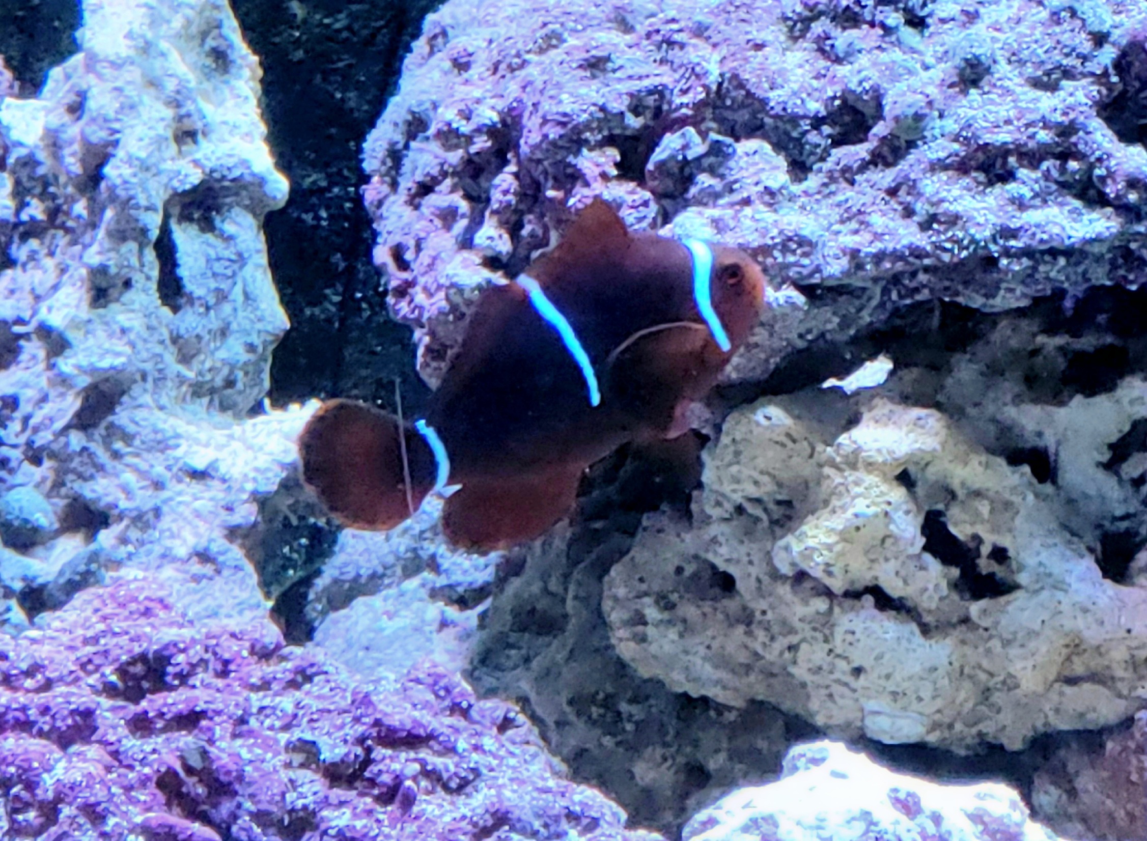 Maroon Clownfish