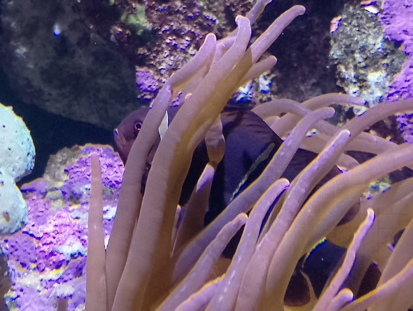 Maroon clownfish