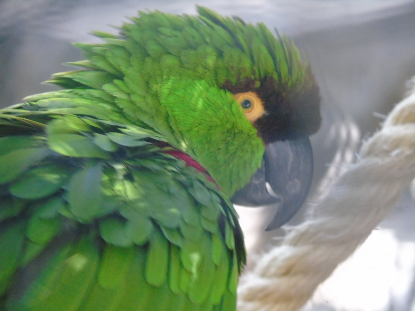 Maroon-fronted parrot - August 2018 (breeding station La Vera)