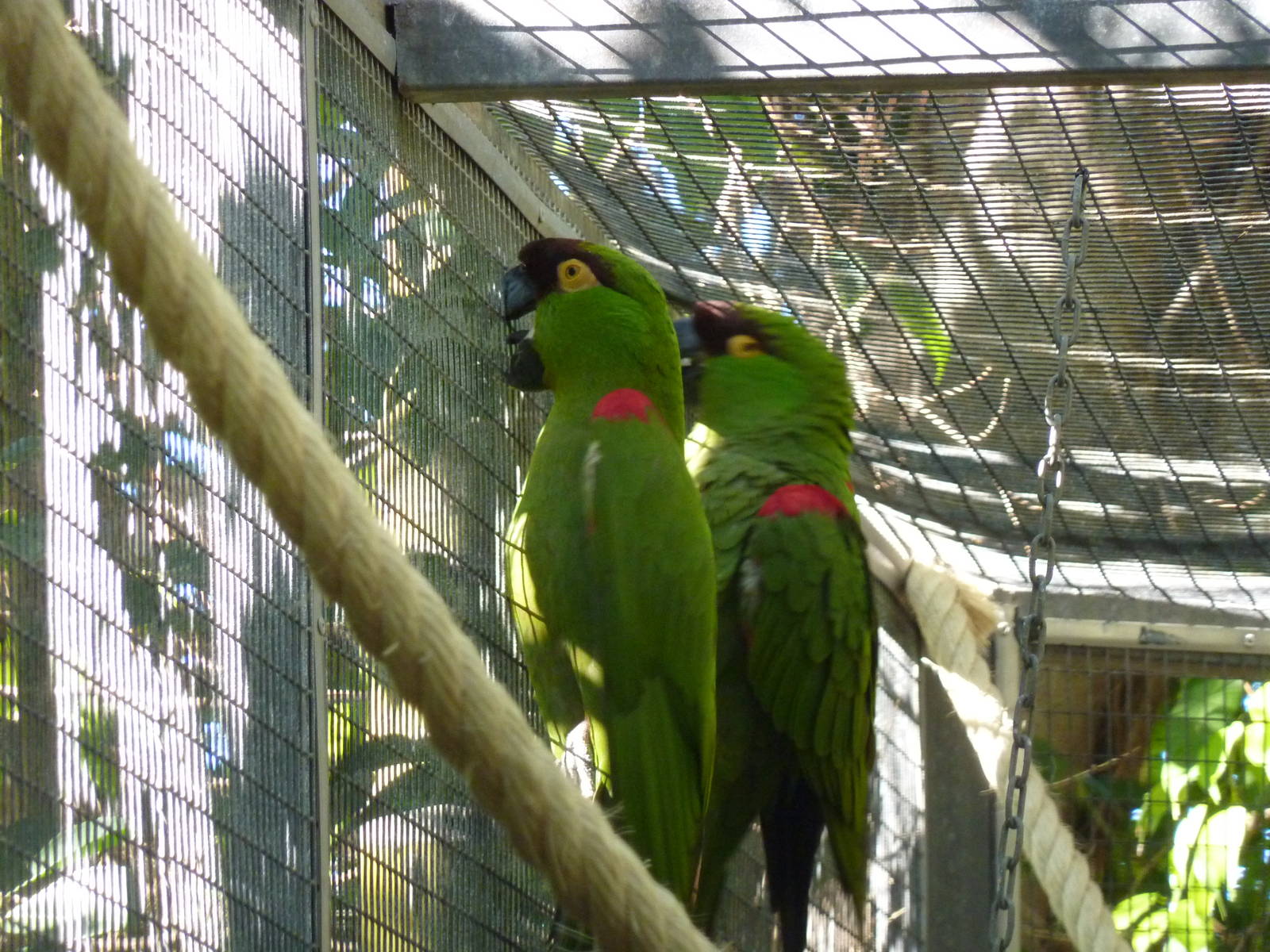Maroon-fronted parrots, December 2012