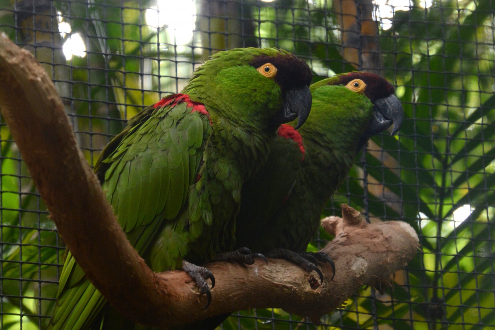 Maroon-fronted parrots (Rhynchopsitta terrisi)