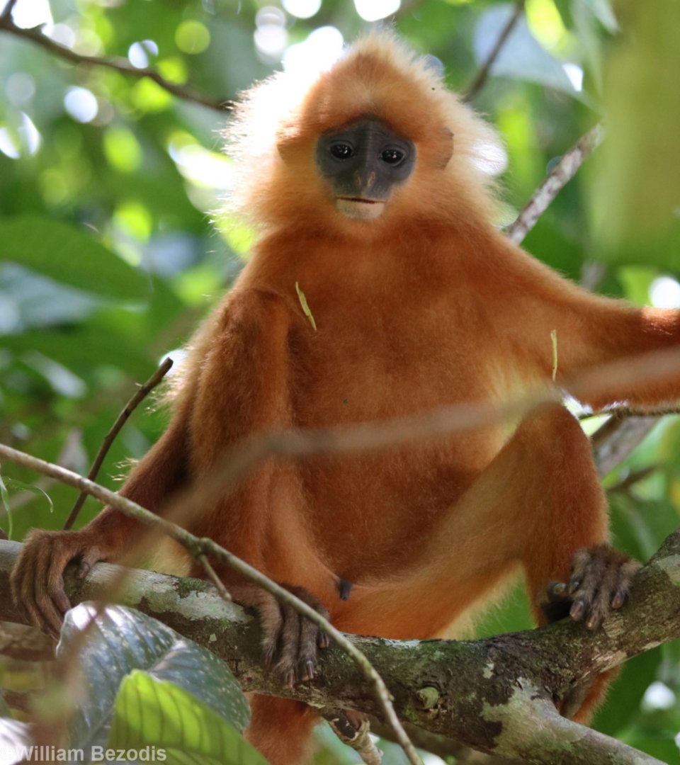 Maroon Langur - Danum Valley