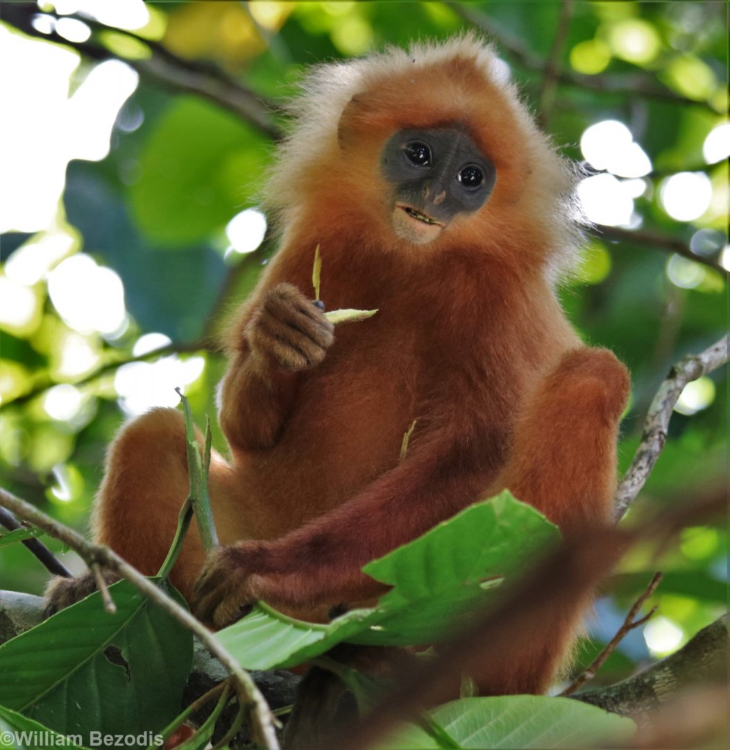 Maroon Langur - Danum Valley