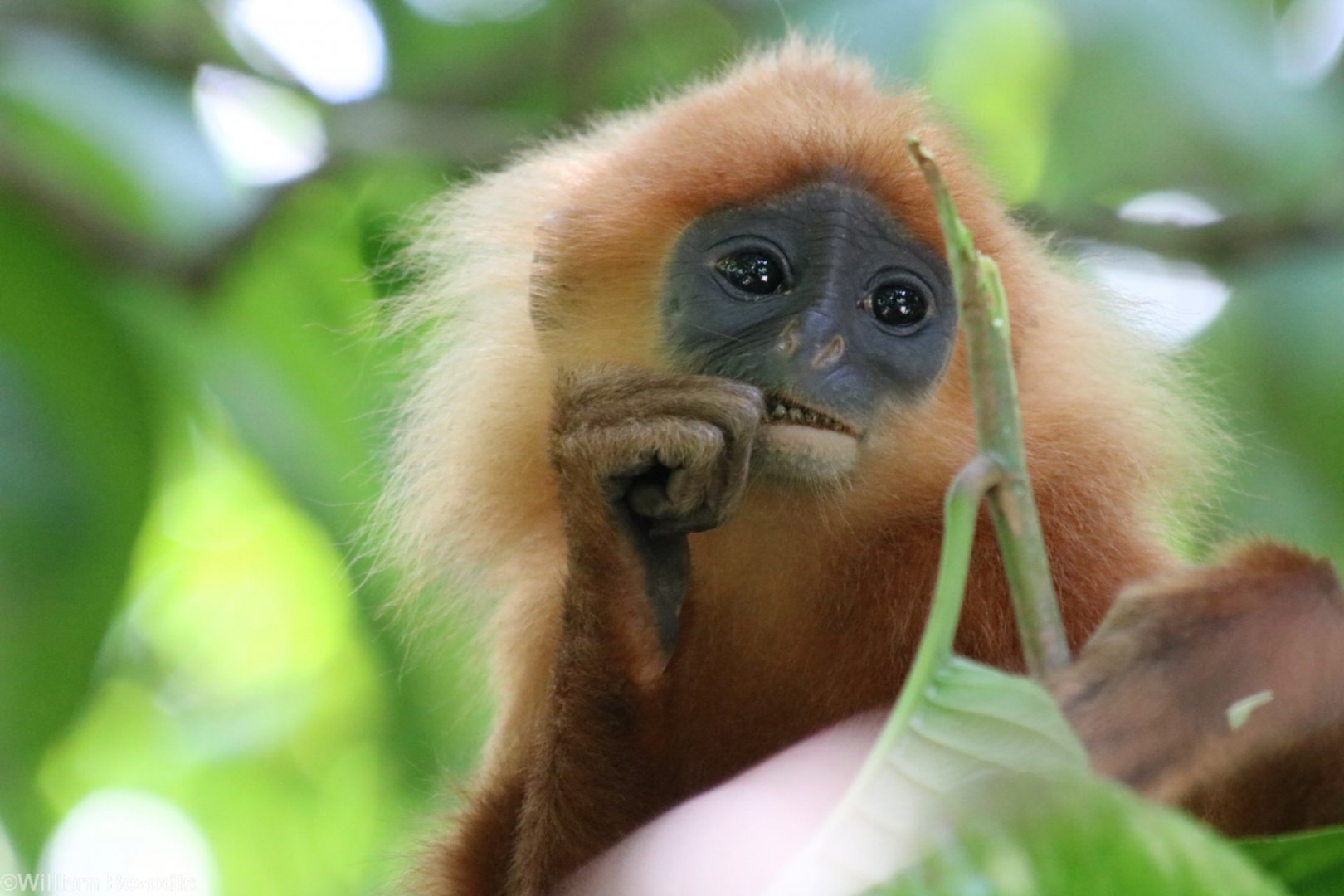 Maroon Langur - Danum Valley