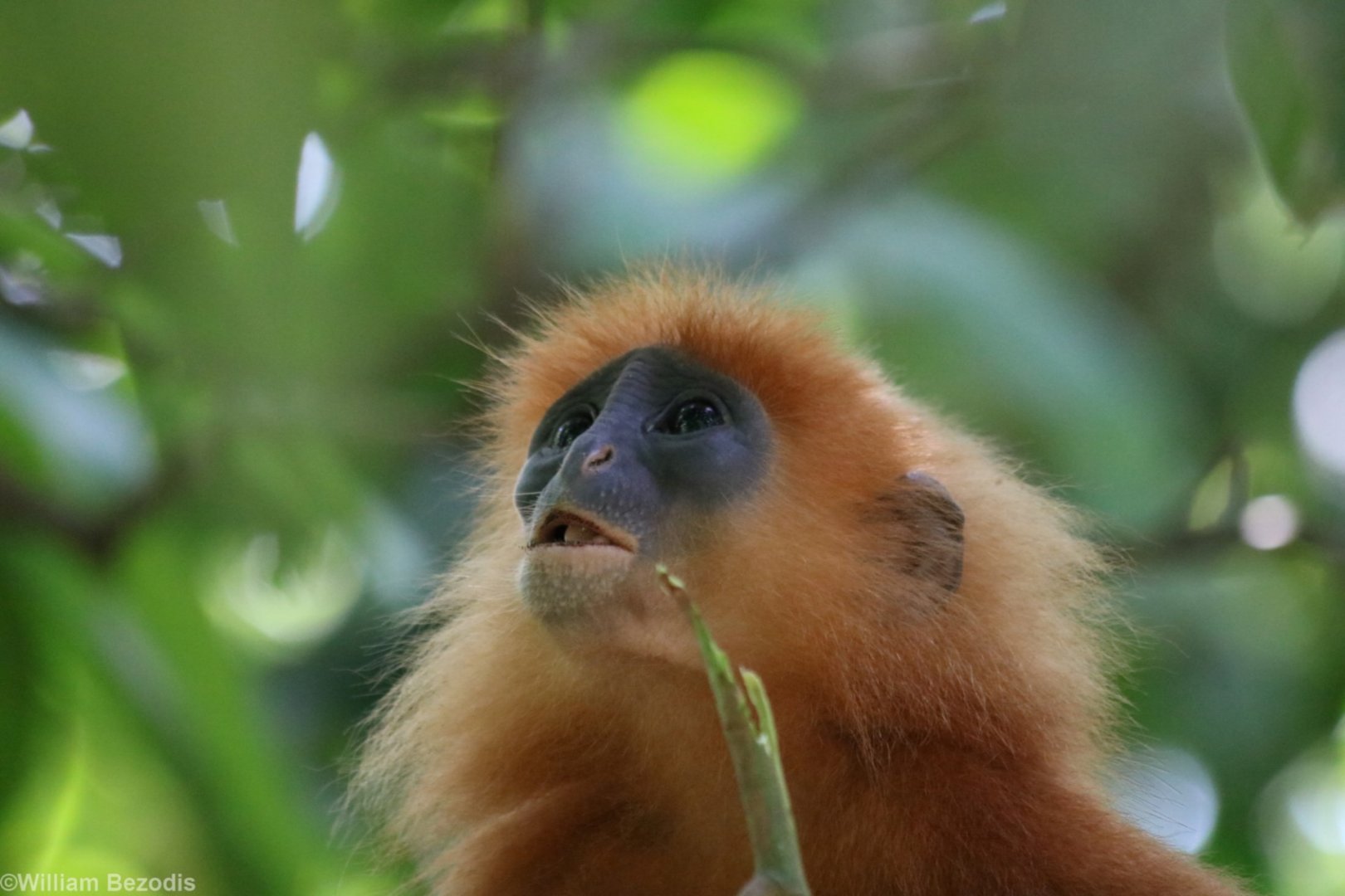 Maroon Langur - Danum Valley