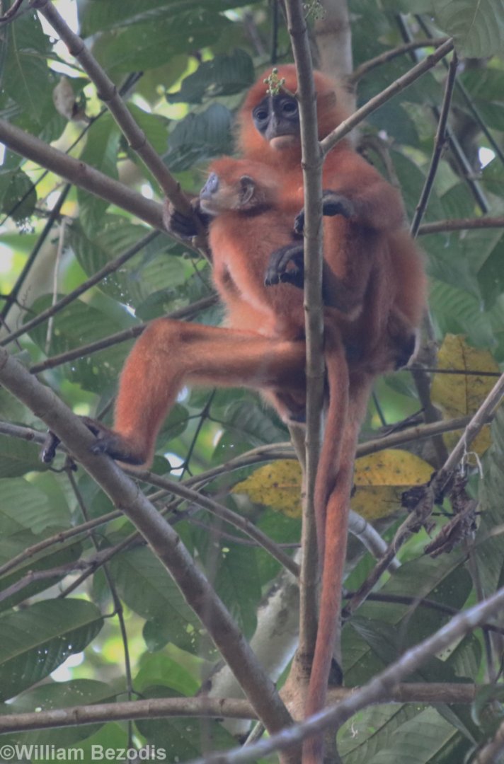 -Maroon Langur Mother and Baby - Danum Valley