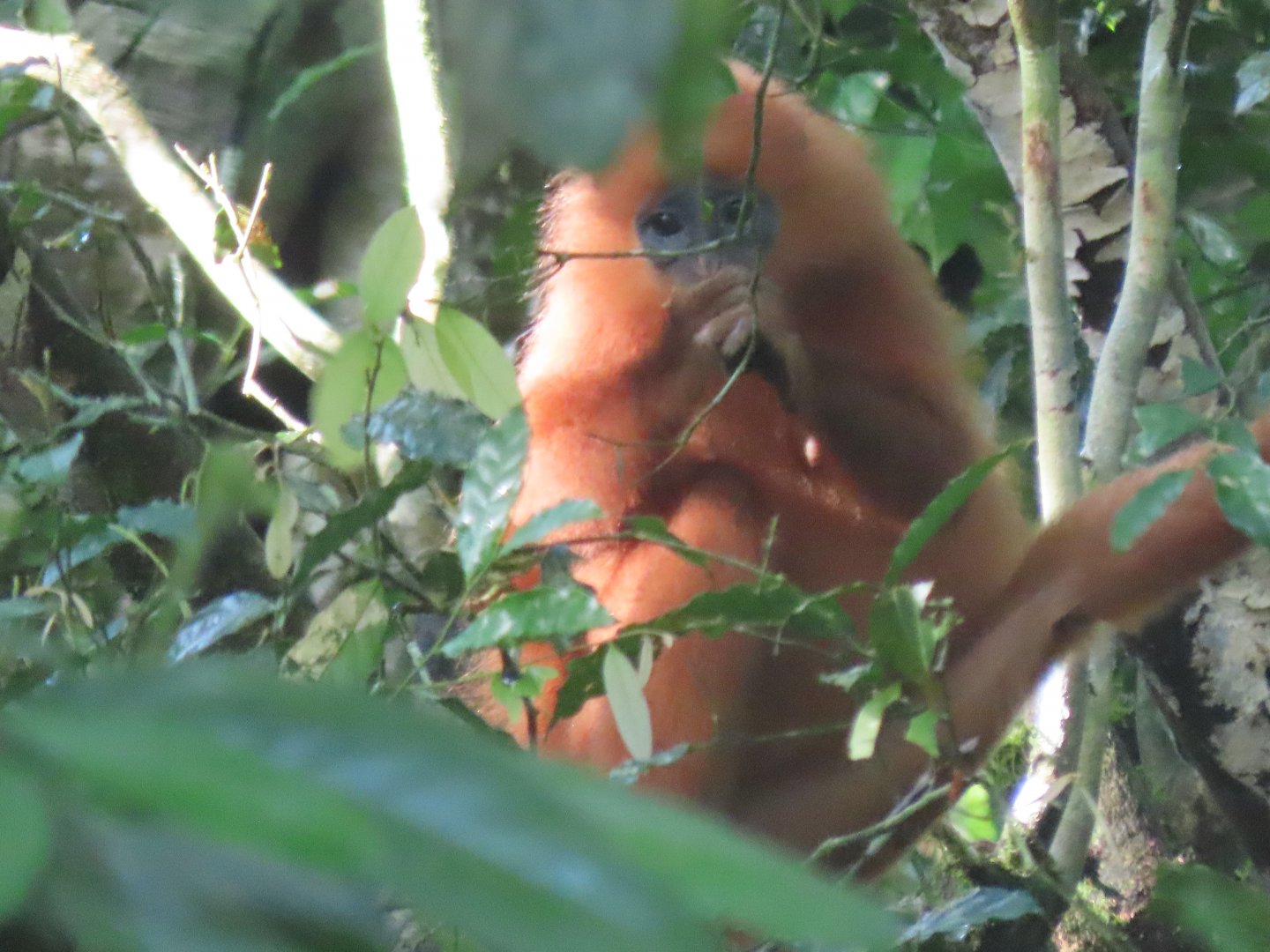 Maroon langur
