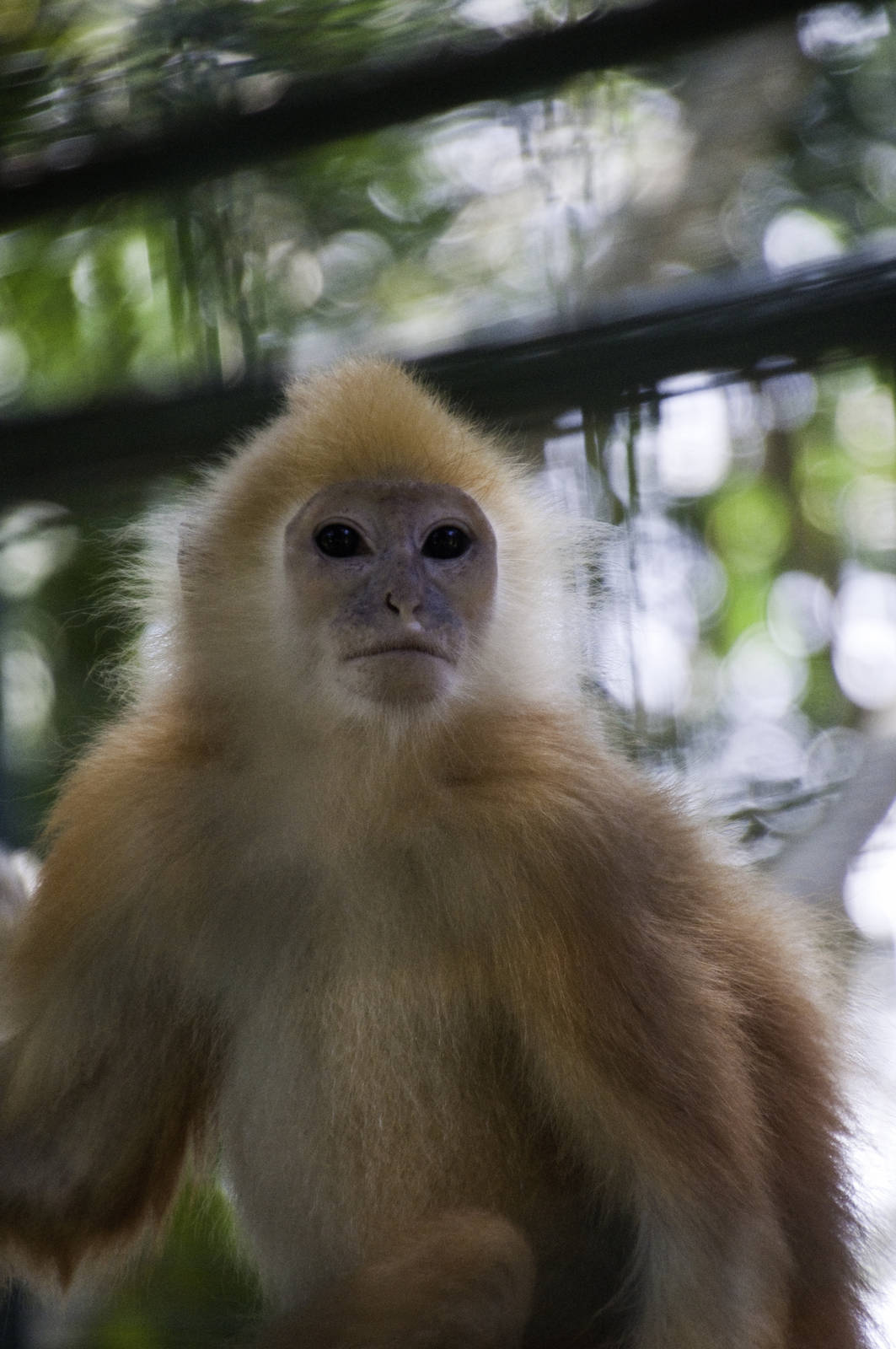 Maroon Leaf Monkey - Presbytis rubicunda - Bali zoo 2012