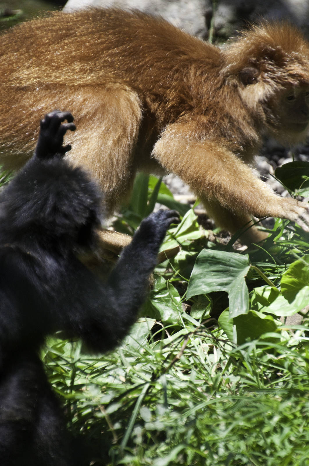 Maroon Leaf Monkey - Presbytis rubicunda - Bali zoo 2012