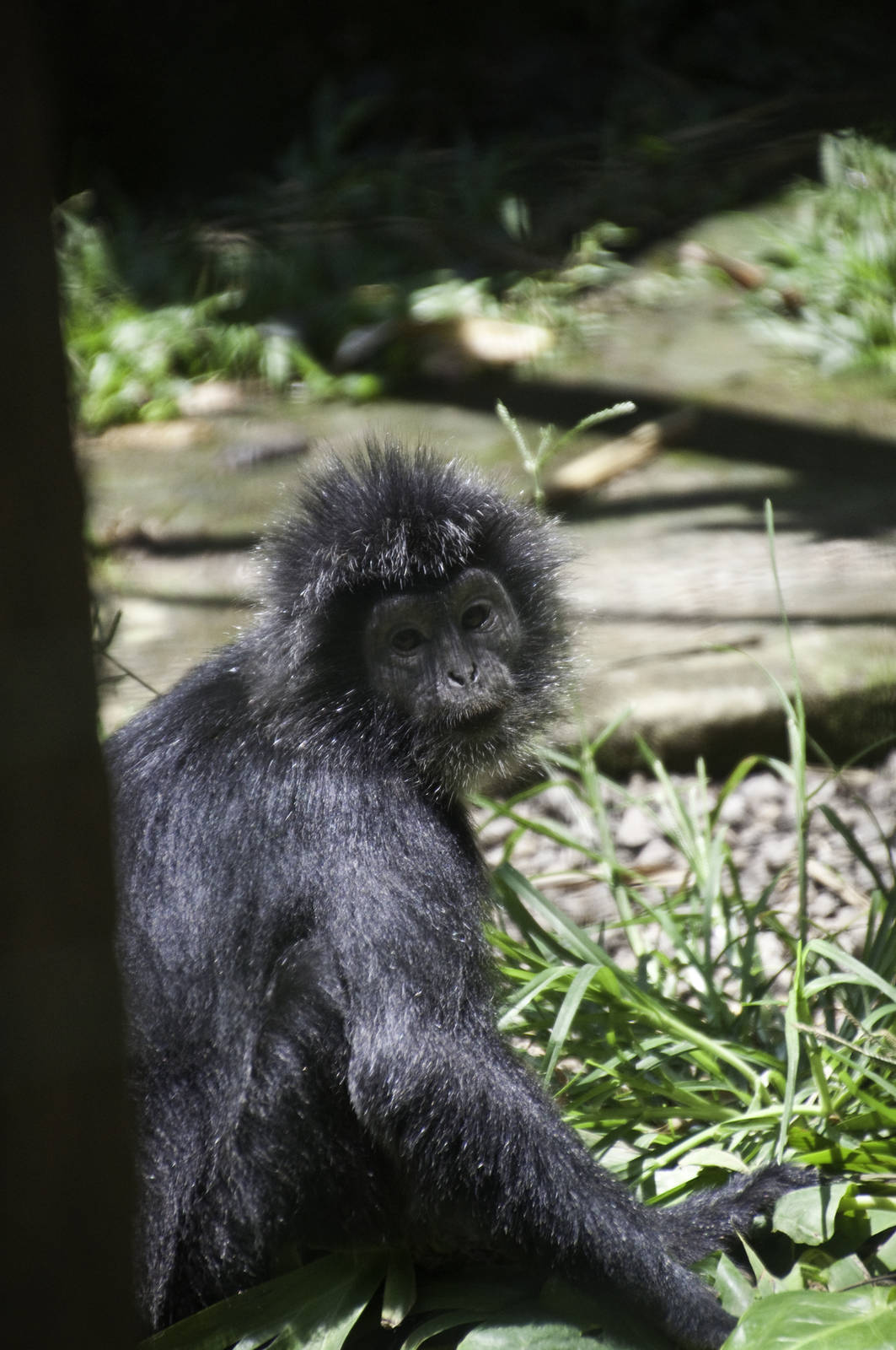 Maroon Leaf Monkey - Presbytis rubicunda - Bali zoo 2012