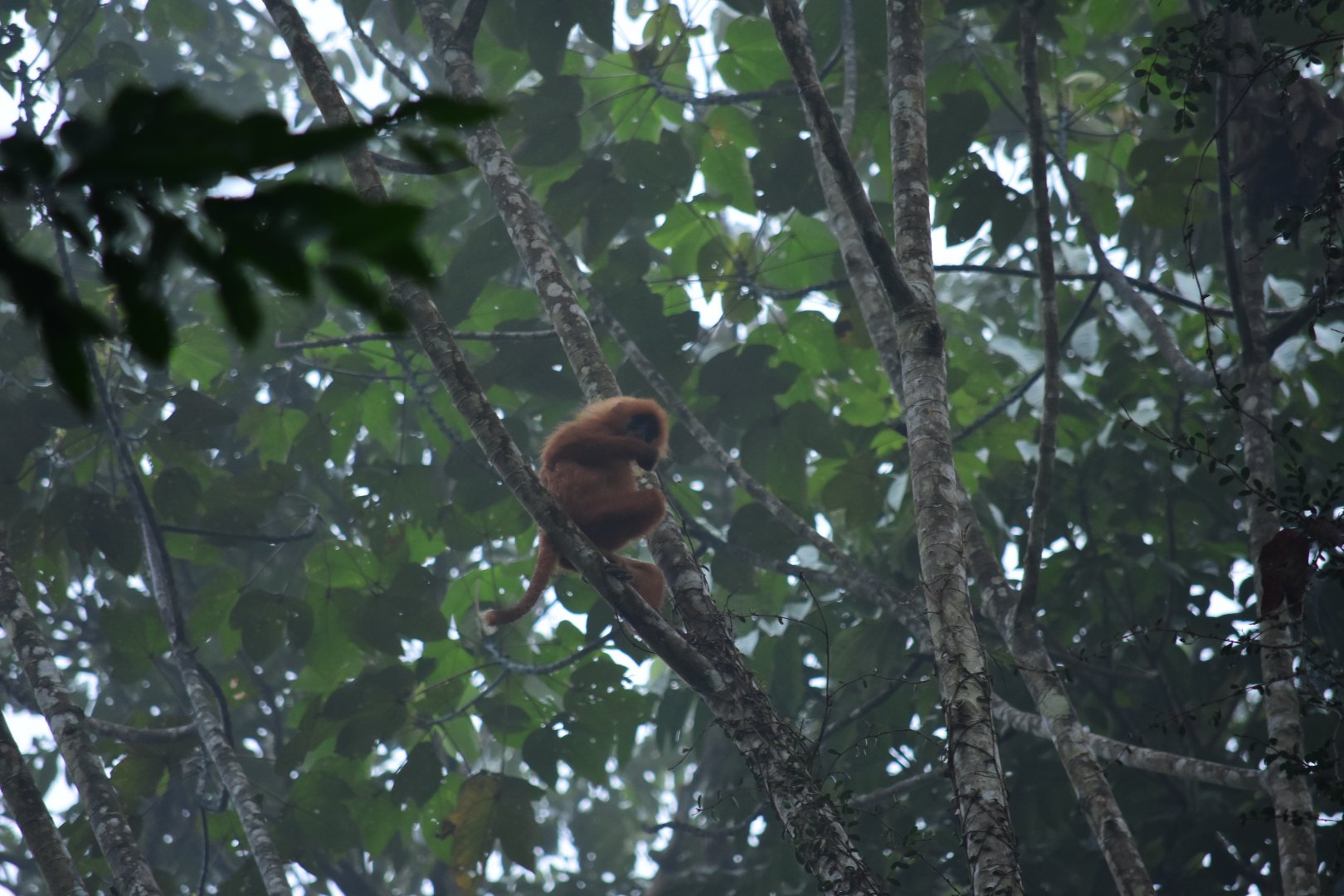 Maroon leaf monkey (Presbytis rubicunda) - Danum Valley