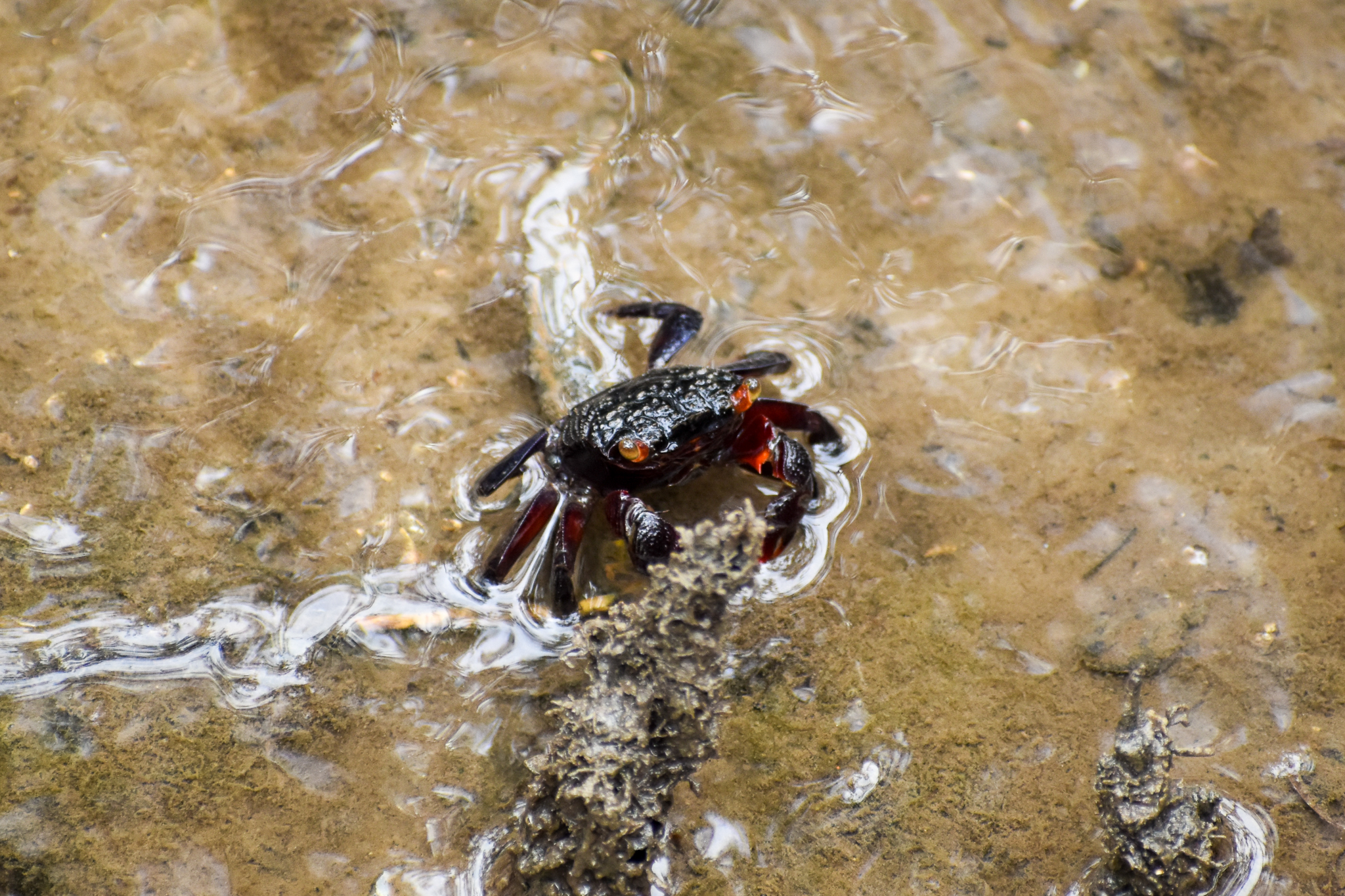 Maroon Mangrove Crab (Parasesarma messa)