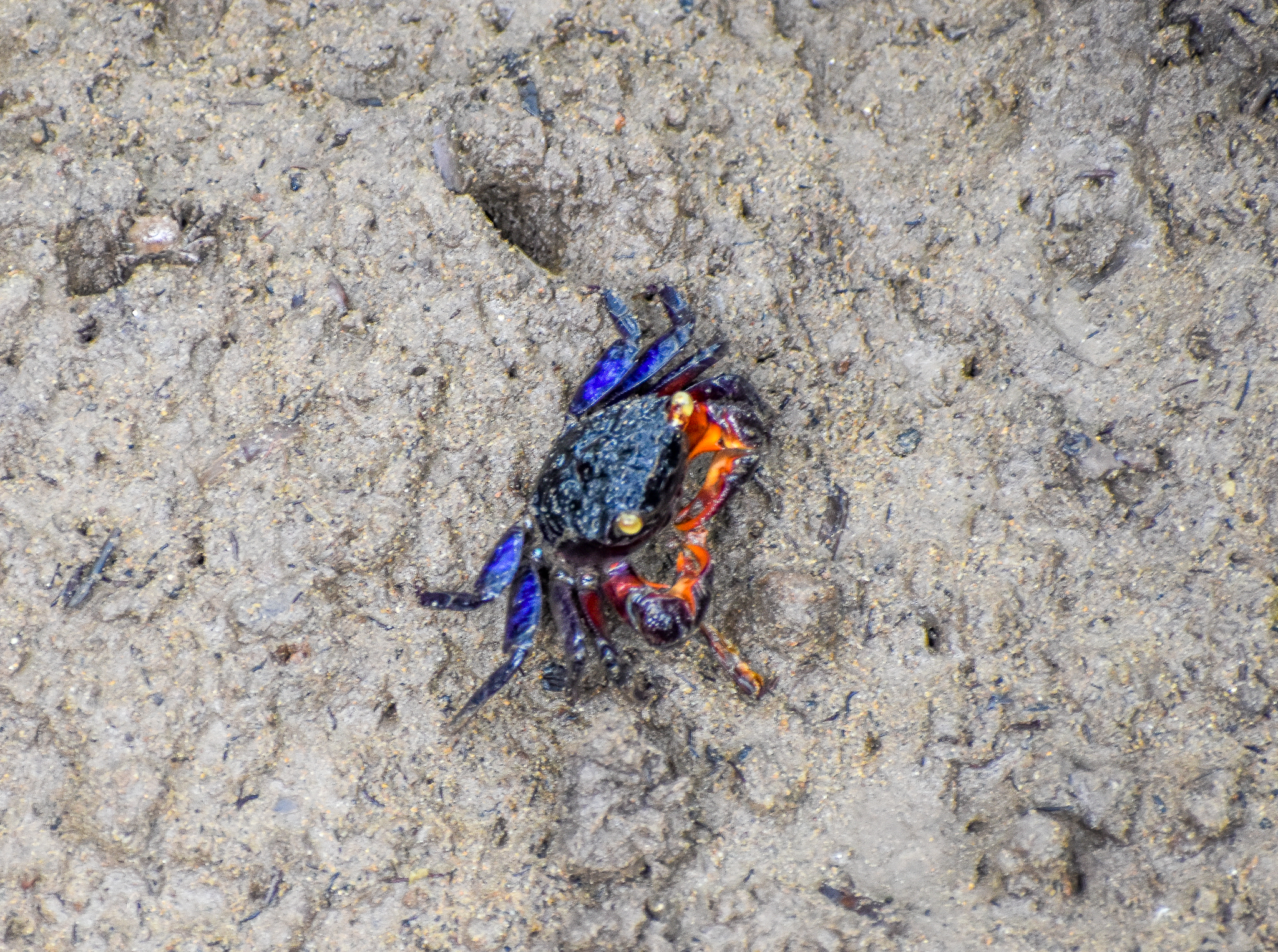 Maroon Mangrove Crab (Perisesarma messa)