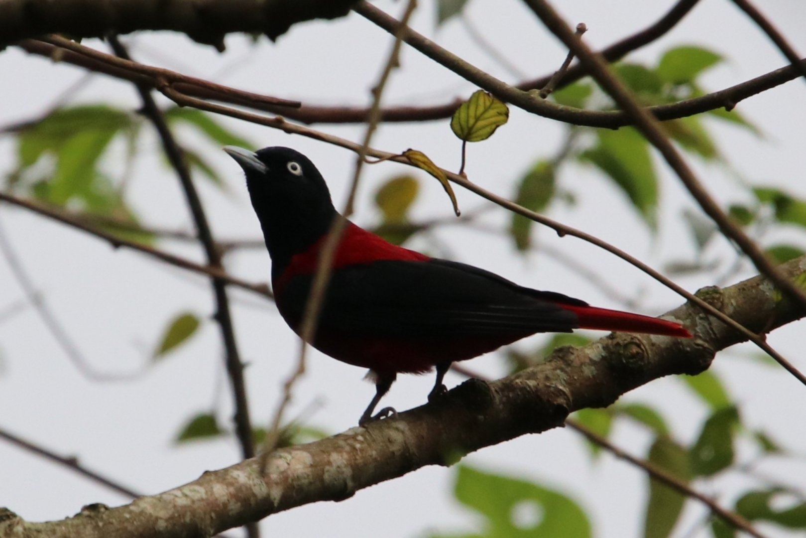 Maroon Oriole (Oriolus traillii)